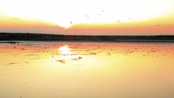 Mewy zachód słońca latający nad żółtym słonym jeziorem — Wideo stockowe