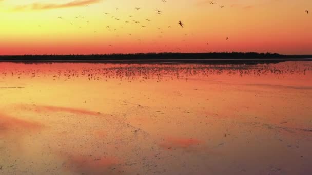 Coucher de soleil sur le lac, mouettes dans le ciel — Video