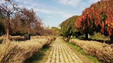 Boxwood bushes are destroyed by butterfly larvae