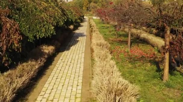 Boxwood bushes are destroyed by butterfly larvae — Stok video