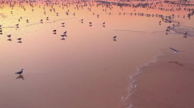 İHA görüntüleri, pembe tuz gölündeki martılar.