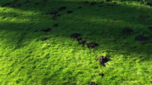 Maulwurf verdarb den Rasen im Garten — Stockvideo