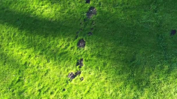 Topo estropeado el césped en el jardín — Vídeos de Stock