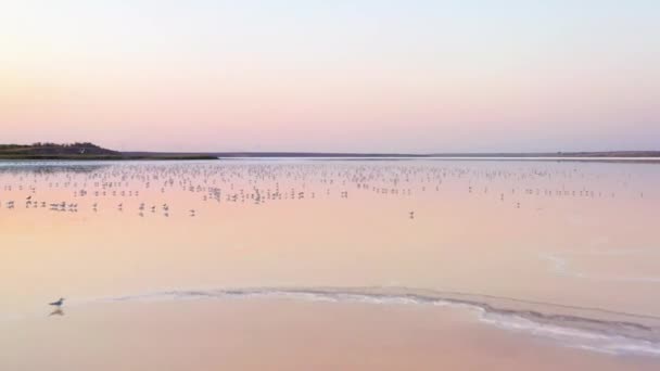 Imágenes de drones, gaviotas en un lago de sal rosa — Vídeo de stock