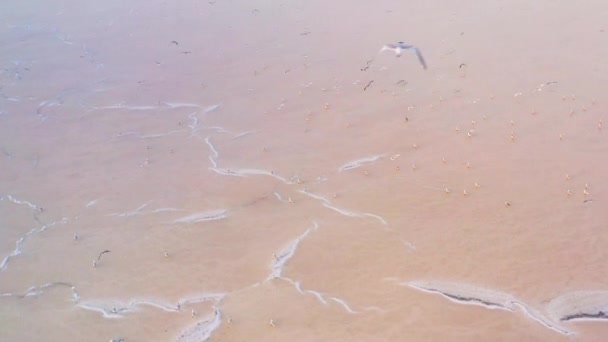 Drohnenaufnahmen, Möwen auf einem rosa Salzsee — Stockvideo