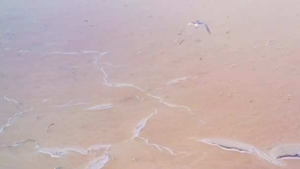 Drone, mouettes sur un lac salé rose 