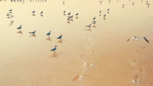 Seagulls spend the night in a yellow salt lake — Stock Video