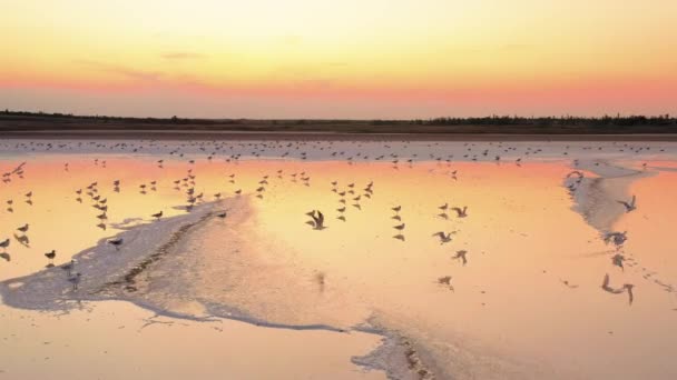 Burung camar menghabiskan malam di danau garam kuning — Stok Video