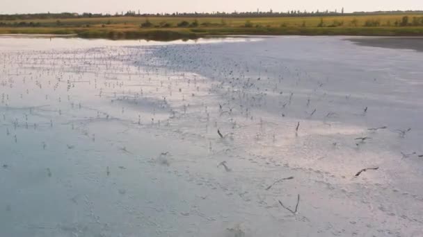 Meeuwen vliegen over een blauw zoutmeer — Stockvideo