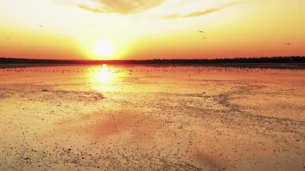Чайки летают над соленым озером на закате — стоковое видео