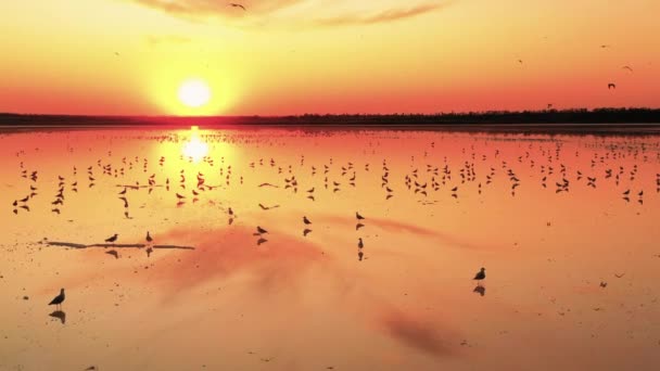 Sirályok repülnek a sós tó felett naplementekor. — Stock videók