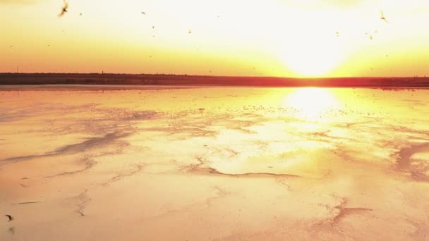 Gün batımında, tuzlu, yarı kuru bir gölün üzerinde martı sürüsü. — Stok video