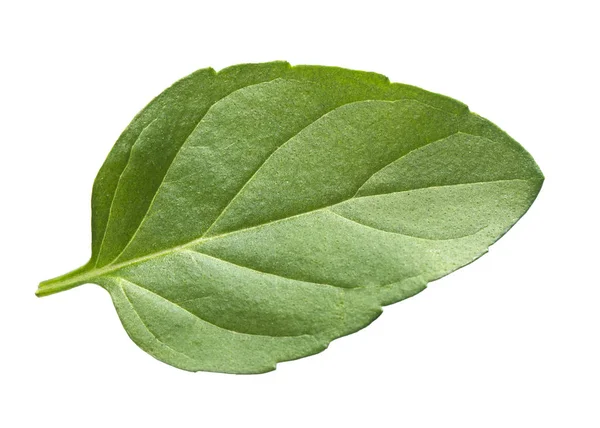 Φύλλα μέντας απομονωμένα σε λευκό φόντο. Υφή φύλλου δυόσμου — Φωτογραφία Αρχείου