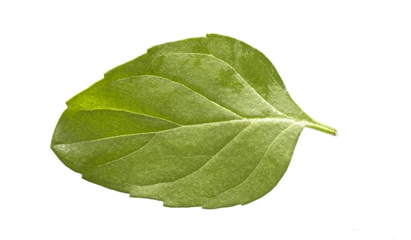 Hoja de menta aislada sobre un fondo blanco. Textura de hoja de menta — Foto de Stock