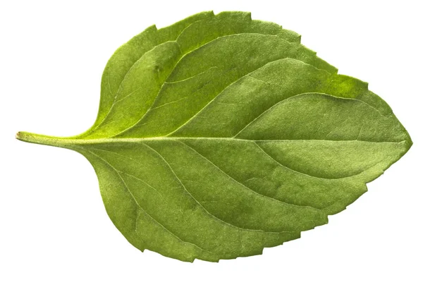 Hoja de menta aislada sobre un fondo blanco. Textura de hoja de menta —  Fotos de Stock