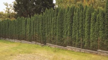 Eşkıya ağaçlarının yeşil çiti. Aero görüntüleri