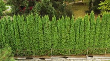 Eşkıya ağaçlarının yeşil çiti. Aero görüntüleri