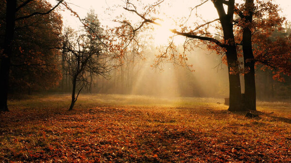 Sunlight illuminates the lawn in the autumn forest. Over the meadow stands the morning mist.