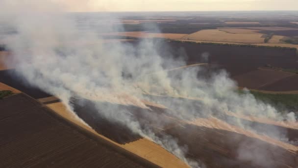 4k Fuego en un campo de maíz después de la cosecha Vista desde el dron — Vídeos de Stock