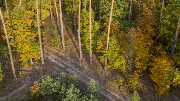 Road in the evening autumn deciduous forest. Drone view. — Stock Photo, Image