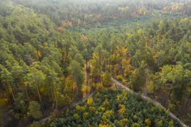 Sonbaharda yaprak döken ormanda. Drone görünümü.