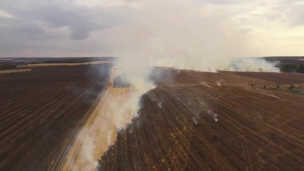 Fogo 4k em um campo de milho após a vista da colheita do drone — Vídeo de Stock