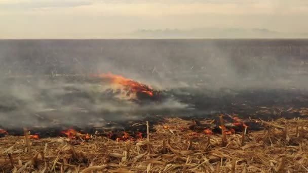 4k Пожар в кукурузном поле после урожая Вид с дрона — стоковое видео