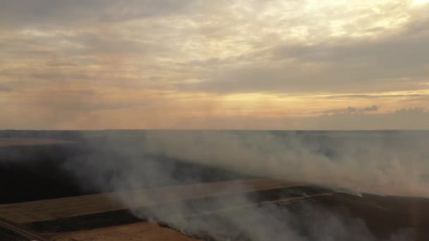 4k Fuego en un campo de maíz después de la cosecha Vista desde el dron — Vídeo de stock