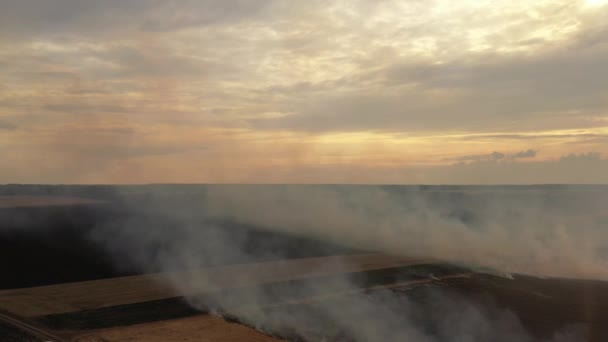 4k Fuego en un campo de maíz después de la cosecha Vista desde el dron — Vídeos de Stock