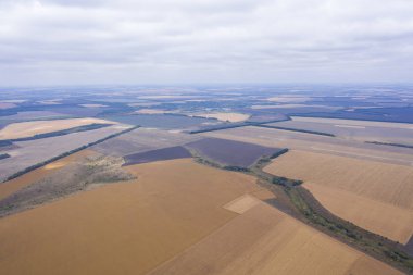 Olgun mısır tarlaları. Ve ufukta hasat olan tarlalar. Drone görünümü