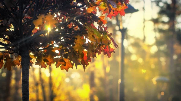 Herfst achtergrond met gele catalpa bladeren in het park, en zonlicht op de achtergrond. — Stockfoto