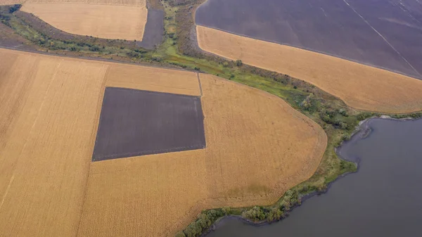 Campos com milho maduro. E os campos com a colheita para o horizonte. Vista para drones — Fotografia de Stock