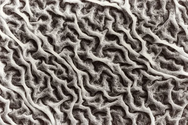 Macro, texture of mold on a liquid surface