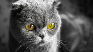 İskoç kedisi, gözlere odaklı portre