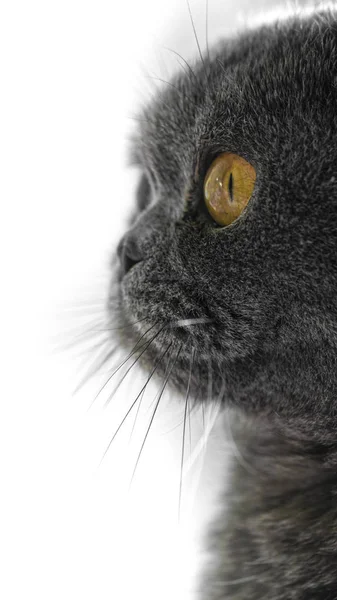 Pliegue escocés gato, retrato con enfoque en los ojos —  Fotos de Stock