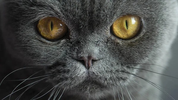 苏格兰折叠猫，以眼睛为焦点的肖像 — 图库照片