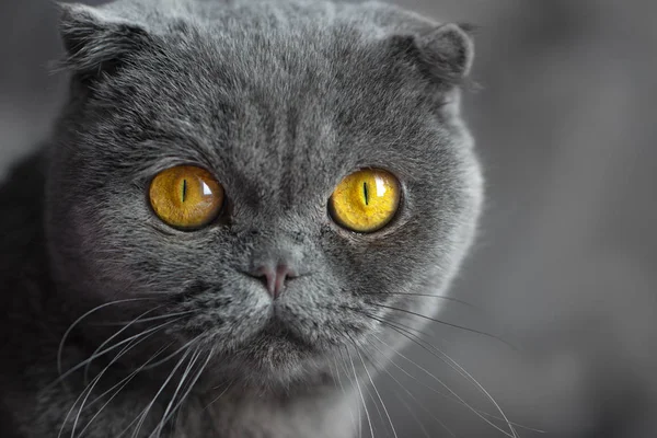 苏格兰折叠猫，以眼睛为焦点的肖像 — 图库照片