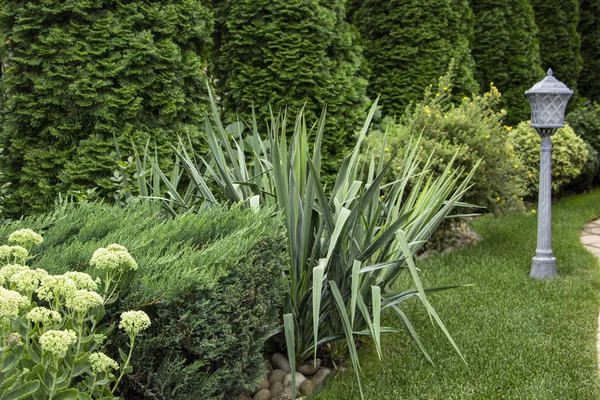 A flowerbed in the backyard where yucca, juniper tui and honeysuckle grow. — Stock Photo, Image