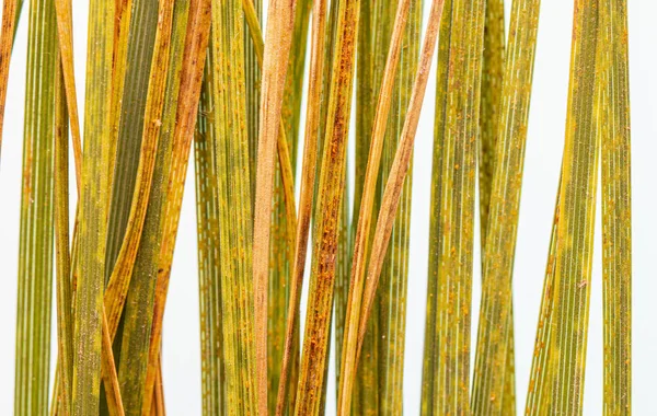 I campioni dei fusti della pianta cerealicola sono affetti da fungo pirenophora tritici-repis — Foto Stock
