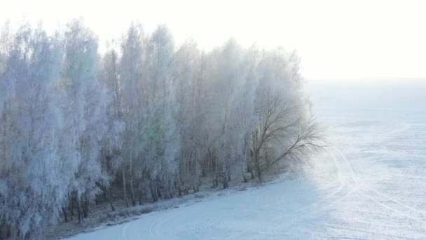 Lento volo sopra la foresta invernale con alberi hoarfrost . — Video Stock