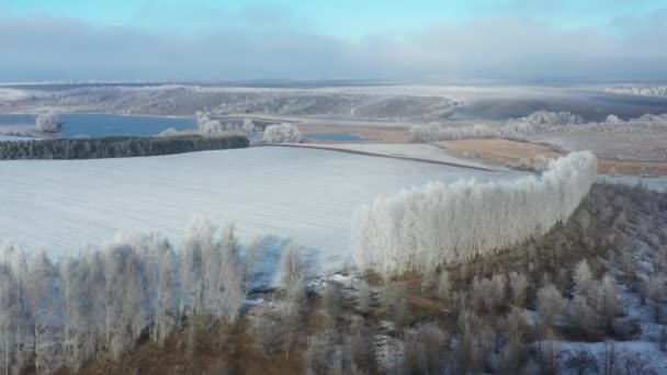 Winter meadow, hoarfrost trees, fast drone flight — 비디오