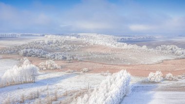 Orman şeritleri ve boş tarlaları olan karlı bir çayır. Kış manzarası.