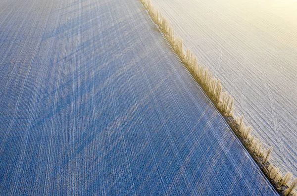 Winterlandschaft. Leere landwirtschaftliche Felder und schneebedeckte Bäume. — Stockfoto