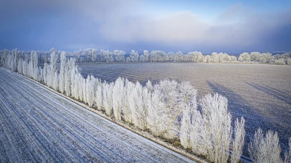 Snow-covered pine tree against winter field background, and blue winter sky — Stock Photo, Image