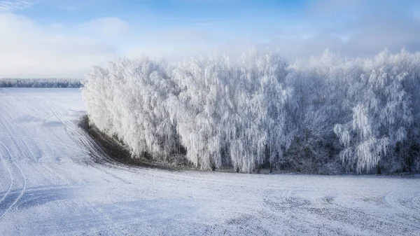 Snow-covered pine tree against winter field background, and blue winter sky — Stock Photo, Image