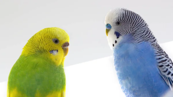 Melopsittacus undulatus Psittacidae Pareja de mascotas sobre fondo blanco — Foto de Stock