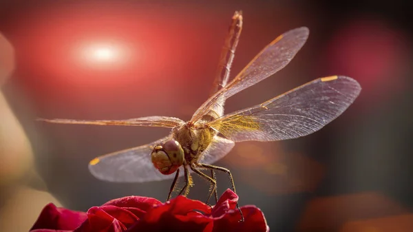 Ruddy Darter Dragonfly Sits on a rose flower. — Stock Photo, Image