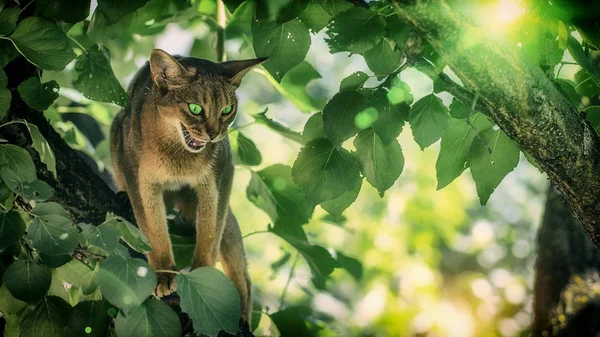 Il gatto dagli occhi verdi della razza abissina si siede su un grande albero — Foto Stock