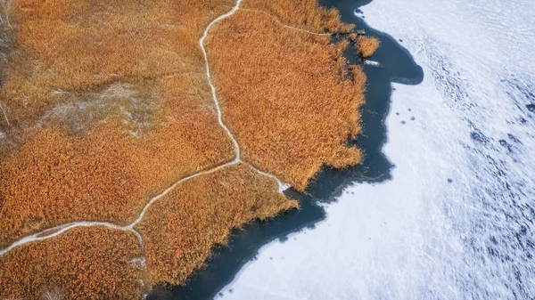 Yellow dry reed, on the shore of a frozen lake, autumn landscape, drone view. — 스톡 사진