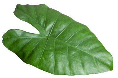 Alocasia bitkisi, yaprak, beyaz arkaplan üzerine yakın plan.